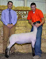 Rule Sheep Co Winners