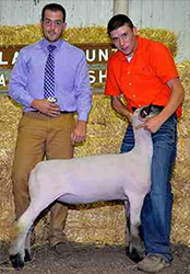 Rule Sheep Co Winners