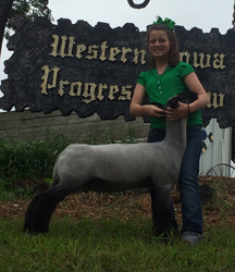 Rule Sheep Co Winners